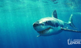 海洋动物视频,揭秘神秘海洋生物的精彩瞬间